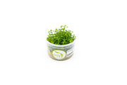 Scrophulariaceae Sp Aquatic Farmer Tissue Culture Aquatic Plant - Buce Plant