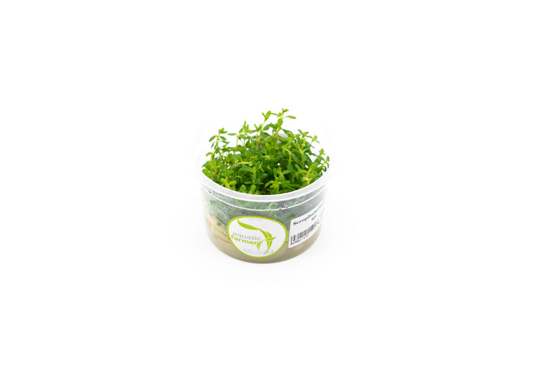 Scrophulariaceae Sp Aquatic Farmer Tissue Culture Aquatic Plant - Buce Plant