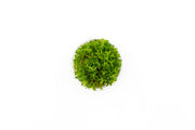 Scrophulariaceae Sp Aquatic Farmer Tissue Culture Aquatic Plant - Buce Plant