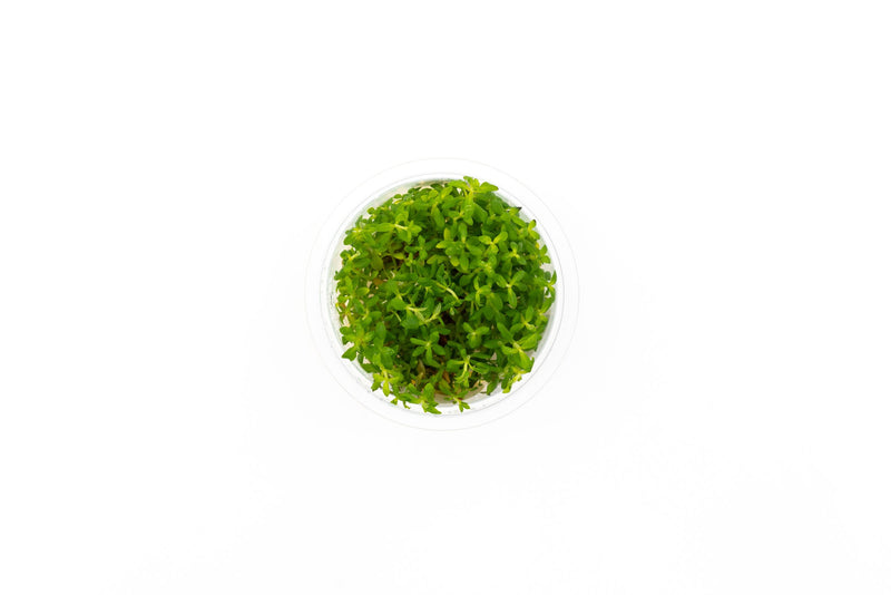 Scrophulariaceae Sp Aquatic Farmer Tissue Culture Aquatic Plant - Buce Plant