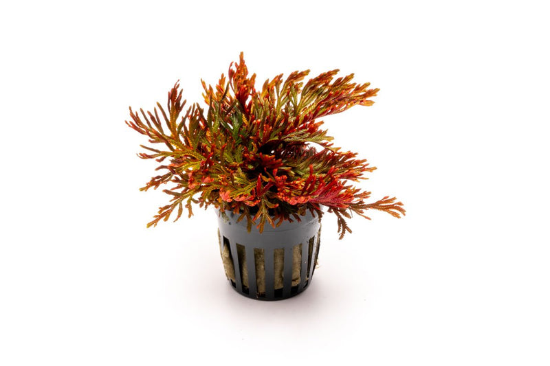 Selaginella Erythropus Ruby Red Club Moss Terrarium Plant - Buce Plant