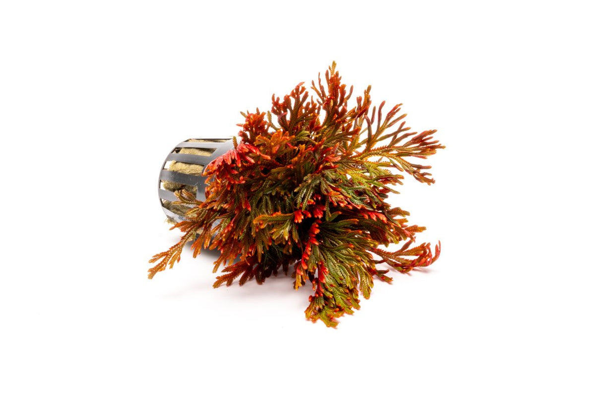 Selaginella Erythropus Ruby Red Club Moss — Buce Plant