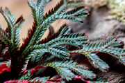 Selaginella Erythropus Ruby Red Club Moss Terrarium Plant - Buce Plant