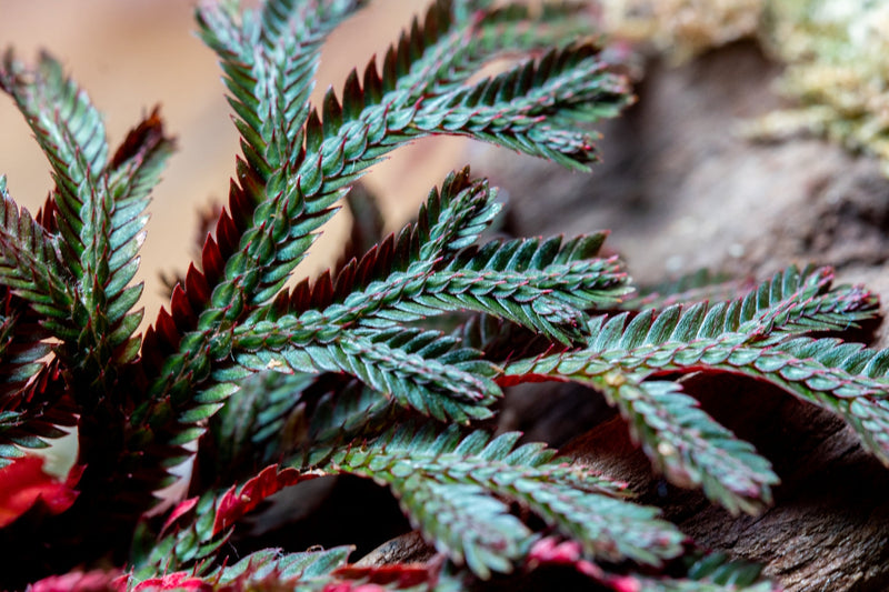 Selaginella Erythropus Ruby Red Club Moss Terrarium Plant - Buce Plant