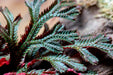 Selaginella Erythropus Ruby Red Club Moss