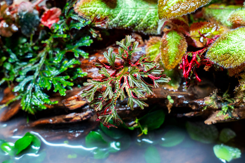 Selaginella Erythropus Ruby Red Club Moss Terrarium Plant - Buce Plant