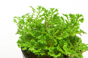 Lush Selaginella Indonesia terrarium plant by ACW with vibrant green foliage, ideal for indoor terrarium decoration