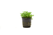 Lush green Selaginella Indonesia terrarium plant by ACW with delicate, fern-like foliage inside a glass terrarium.