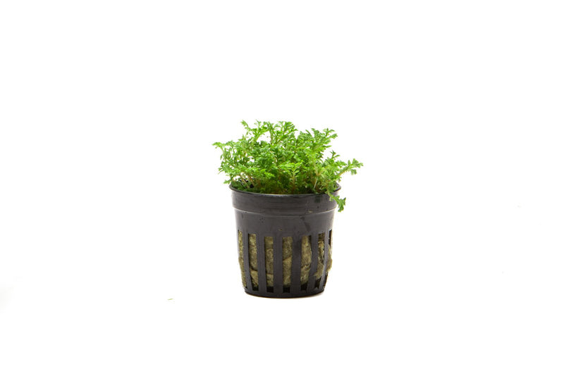 Lush green Selaginella Indonesia terrarium plant by ACW with delicate, fern-like foliage inside a glass terrarium.