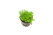Lush green Selaginella Indonesia terrarium plant by ACW with delicate, fern-like foliage in a decorative setting.