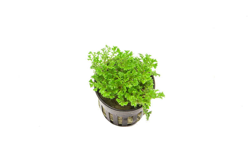 Lush green Selaginella Indonesia terrarium plant by ACW with delicate, fern-like foliage in a decorative setting.