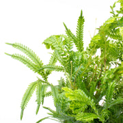 Lush green Selaginella Indonesia terrarium plant with fine, feathery foliage in a decorative glass container, styled by ACW.