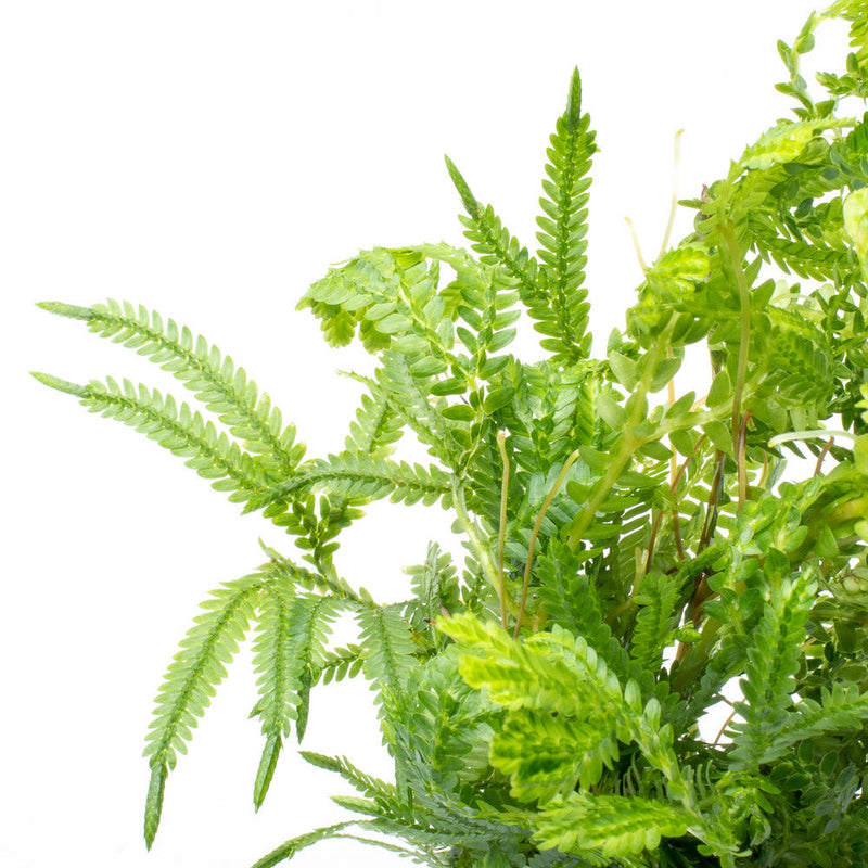 Lush green Selaginella Indonesia terrarium plant with fine, feathery foliage in a decorative glass container, styled by ACW.