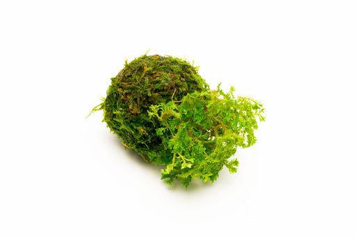 Selaginella Indonesia On Clay Moss Ball - BucePlant.com