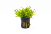 Miniature Selaginella Kraussiana Club Moss terrarium plant by ACW, showing vibrant green moss with delicate, lush foliage.