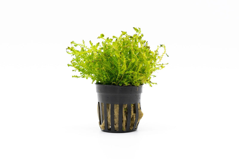 Miniature Selaginella Kraussiana Club Moss terrarium plant by ACW, showing vibrant green moss with delicate, lush foliage.