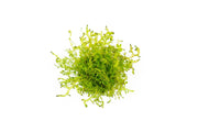 Close-up of ACW Selaginella Kraussiana Mini Club Moss, a lush green terrarium plant with delicate, fern-like foliage.