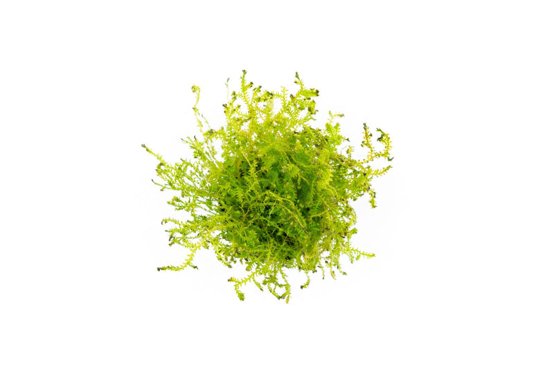 Close-up of ACW Selaginella Kraussiana Mini Club Moss, a lush green terrarium plant with delicate, fern-like foliage.