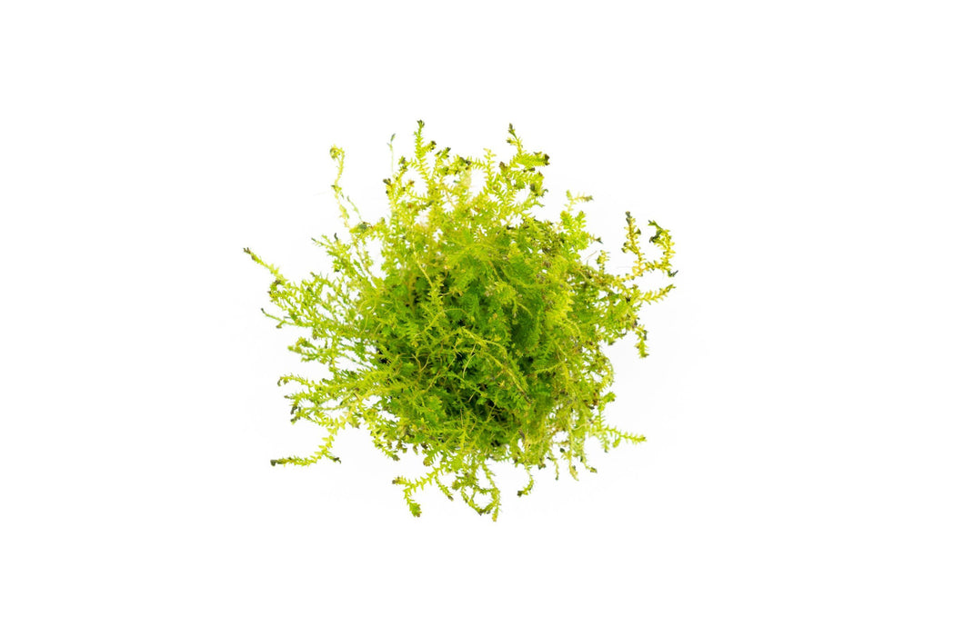 Selaginella Kraussiana Mini Club Moss