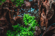Mini Selaginella Kraussiana terrarium plant, ACW brand, showing lush green moss with fine, delicate foliage in a small container.