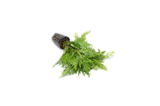 Lush green Selaginella Moellendorffii terrarium plant by IS, showing vibrant, fern-like foliage perfect for indoor terrarium decor.