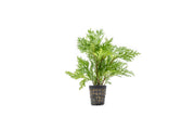 Lush green Selaginella Moellendorffii terrarium plant with delicate, fern-like foliage, grown by IS brand.