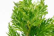 Lush green Selaginella Moellendorffii terrarium plant from IS, with delicate feathery foliage in a miniature glass terrarium.