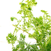 Lush green Selaginella Siamensis Hieron terrarium plant with delicate, fern-like foliage, grown by ACW.