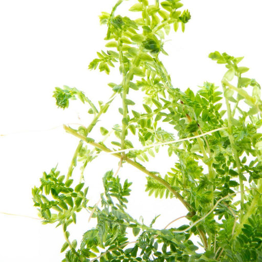 Selaginella Siamensis Hieron - BucePlant.com