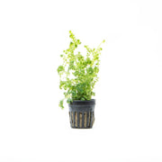 Green Selaginella Siamensis Hieron terrarium plant with lush, fine-textured foliage in a natural setting.