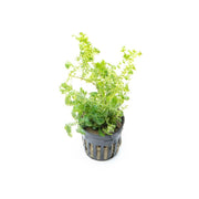 Green Selaginella Siamensis Hieron terrarium plant with lush, vibrant foliage, showcased in a natural terrarium setting.