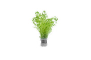 Lush green Selaginella Uncinata terrarium plant with delicate, fern-like foliage, ideal for indoor terrarium decoration.