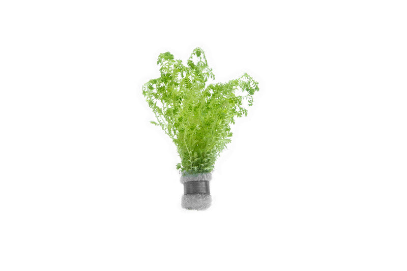 Lush green Selaginella Uncinata terrarium plant with delicate, fern-like foliage, ideal for indoor terrarium decoration.