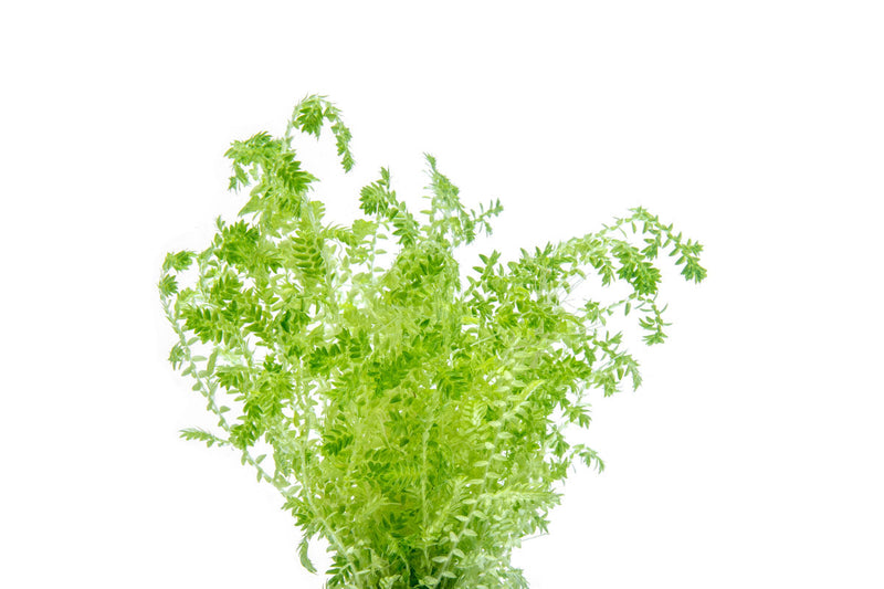 Lush Selaginella Uncinata terrarium plant with vibrant green, fine-textured foliage, displayed in a natural setting.