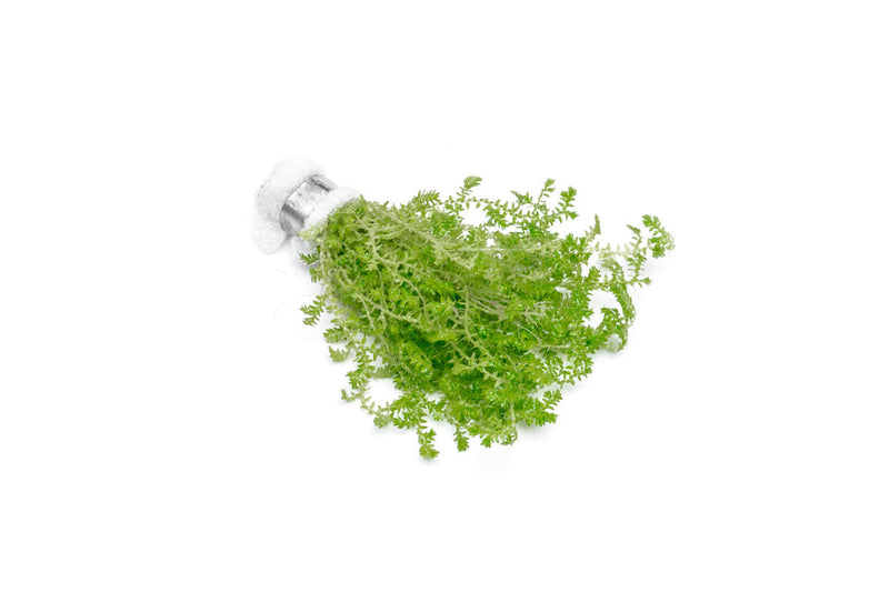 Lush green Selaginella Uncinata terrarium plant with delicate, feathery foliage in a small glass terrarium setup.