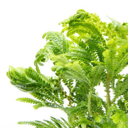 Lush green Selaginella Wallichii terrarium plant by ACW, showing fine, feathery foliage ideal for indoor terrarium decoration.