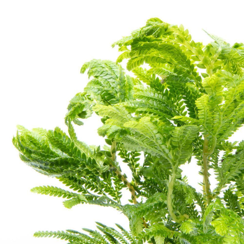 Lush green Selaginella Wallichii terrarium plant by ACW, showing fine, feathery foliage ideal for indoor terrarium decoration.