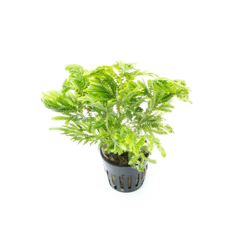 Lush green Selaginella Wallichi terrarium plant with delicate, fern-like foliage in a glass terrarium setting.