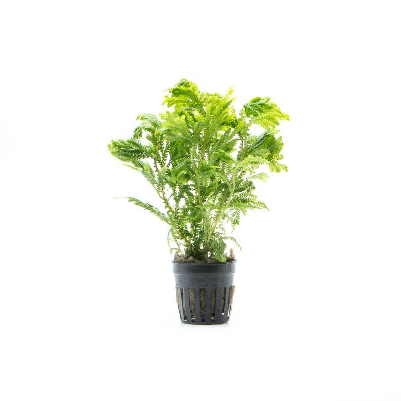 Lush green Selaginella Wallichi terrarium plant with delicate, fern-like foliage in a glass terrarium setup.