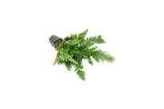Green Selaginella Willdenowii terrarium plant from IS, with delicate, lush foliage ideal for indoor terrarium displays.