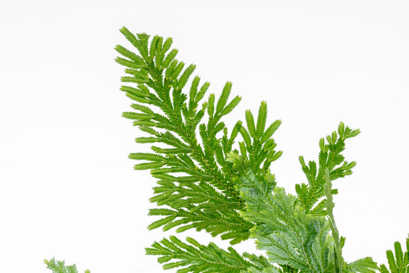 Close-up of Selaginella Willdenowii terrarium plant with lush green, fern-like foliage, in a natural setting.