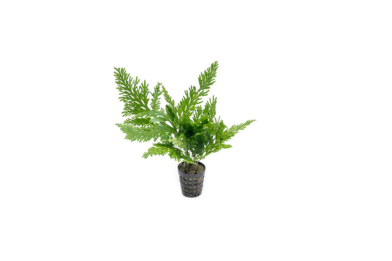 IS Selaginella Willdenowii terrarium plant with lush green mossy foliage suitable for indoor terrarium decoration