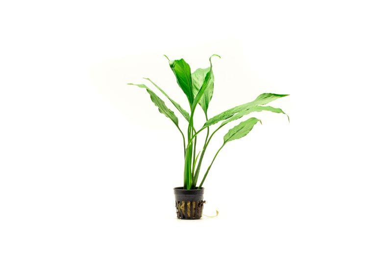Spathiphyllum Wallisii Peace Lily aquatic plant with lush green leaves, shown in a natural setting.