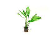 Healthy Spathiphyllum Wallisii Peace Lily aquatic plant with lush green leaves, shown in a natural setting.