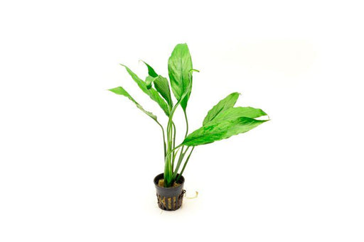 Spathiphyllum Wallisii - Peace Lily - BucePlant.com