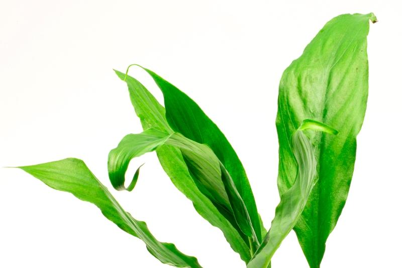 Aquatic Spathiphyllum Wallisii Peace Lily plant with lush green leaves, cultivated by ACW, displayed in a natural setting.