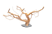 Natural spiderwood driftwood piece resting on a slate surface, showcasing unique branches and organic texture.