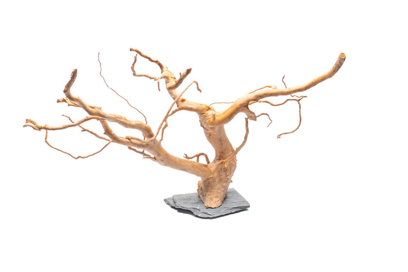 Natural spiderwood driftwood piece resting on a slate surface, showcasing unique branches and organic texture.