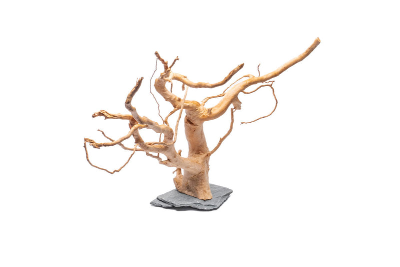 Unique spiderwood driftwood piece resting on a slate surface, natural texture and intricate branch structure, by UNSHARDSCAPE.