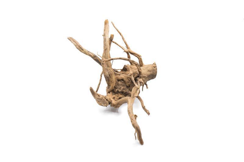 Spiderwood Driftwood - Buce Plant